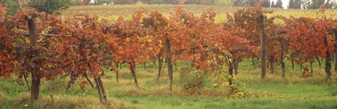 Framed Vineyard on a landscape, Apennines, Emilia-Romagna, Italy Print