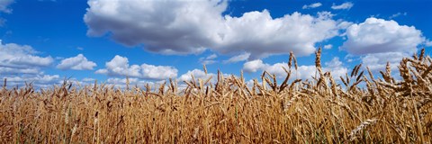 Framed Wheat crop growing in a field, near Edmonton, Alberta, Canada Print
