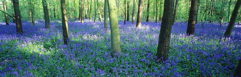 Framed Bluebells in a forest, Charfield, Gloucestershire, England Print