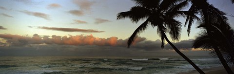 Framed Palm trees on the beach, Hawaii, USA Print