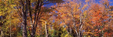 Framed Trees in autumn, Vermont, USA Print