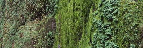 Framed Ferns and moss covered hill, Columbia River Gorge, Oregon, USA Print