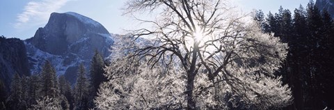 Framed Low angle view of a snow covered oak tree, Yosemite National Park, California, USA Print