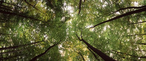 Framed Low angle view of trees with green foliage, Bavaria, Germany Print