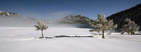 Framed Trees on a snow covered landscape, French Riviera, France Print