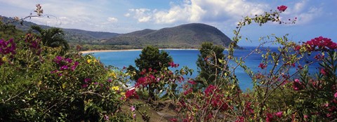 Framed Tropical flowers at the seaside, Deshaies Beach, Deshaies, Guadeloupe Print