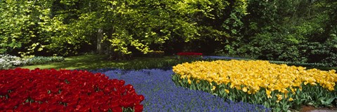 Framed Flowers in a garden, Keukenhof Gardens, Lisse, Netherlands Print