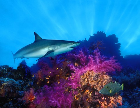 Framed Caribbean Reef shark (Carcharhinus perezi) and Soft corals in the ocean Print