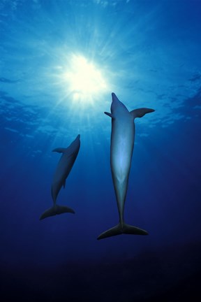 Framed Bottle-Nosed dolphins (Tursiops truncatus) in the sea Print