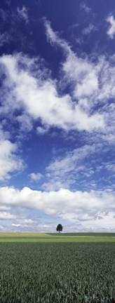 Framed Germany, Baden-Wurttemberg,Single tree in field, clouds Print