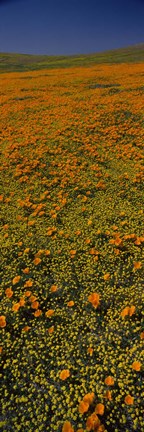 Framed Orange Wildflowers, California Print
