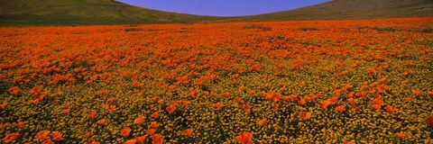 Framed Orange Wildflowers on a landscape, California Print