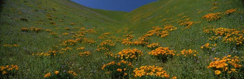 Framed Orange Wildflowers on a hillside, California Print