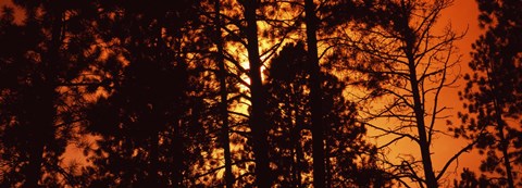 Framed Low angle view of trees at sunrise, Colorado, USA Print