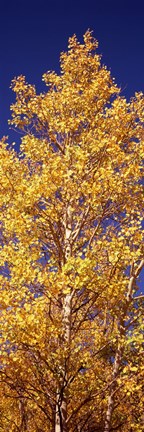 Framed Low angle view of aspen trees in autumn, Colorado Print