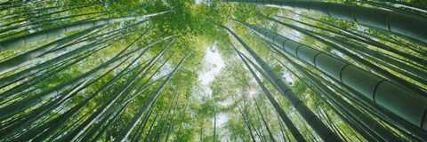Framed Low angle view of bamboo trees, Hokokuji Temple, Kamakura, Kanagawa Prefecture, Kanto Region, Honshu, Japan Print