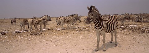 Framed Herd of Burchell&#39;s zebras (Equus quagga burchelli) in a field, Etosha National Park, Kunene Region, Namibia Print