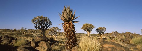 Framed Different Aloe species growing amongst the rocks at the Quiver tree (Aloe dichotoma) forest, Namibia Print