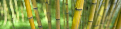 Close-up of bamboo, California, USA by Panoramic Images
