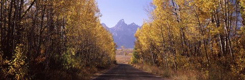 Framed Road passing through a forest, Grand Teton National Park, Teton County, Wyoming, USA Print