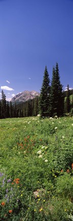 Framed Wildflowers in a forest, Crested Butte, Gunnison County, Colorado, USA Print