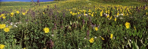 Framed Wildflowers in a field, Crested Butte, Colorado Print