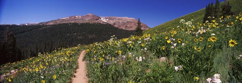 Framed Wildflowers in a field with Mountains, Crested Butte, Colorado Print