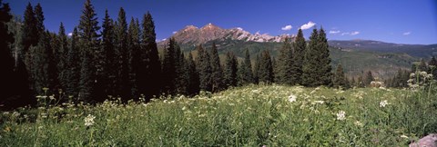 Framed Forest, Kebler Pass, Crested Butte, Gunnison County, Colorado, USA Print