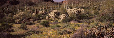 Framed Saguaro cacti (Carnegiea gigantea) on a landscape, Organ Pipe Cactus National Monument, Arizona, USA Print
