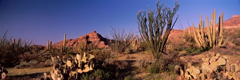 Framed Organ Pipe Cacti, Organ Pipe Cactus National Monument, Arizona, USA Print