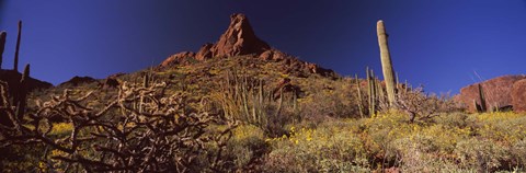 Framed Organ Pipe Cactus National Monument, Arizona Print