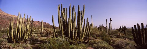 Framed Organ Pipe Cacti on a Landscape, Organ Pipe Cactus National Monument, Arizona, USA Print