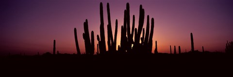 Framed Silhouette of Organ Pipe cacti (Stenocereus thurberi) on a landscape, Organ Pipe Cactus National Monument, Arizona, USA Print
