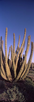 Framed Organ Pipe Cacti, Organ Pipe Cactus National Monument, Arizona (horizontal) Print