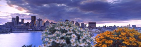 Framed Blooming flowers with Montreal skyline, Quebec, Canada 2010 Print