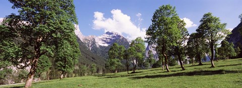 Framed Maple trees with mountain range in the background, Karwendel Mountains, Risstal Valley, Hinterriss, Tyrol, Austria Print