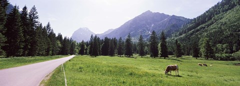 Framed Cows grazing in a field, Karwendel Mountains, Risstal Valley, Hinterriss, Tyrol, Austria Print