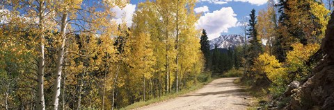 Framed Aspen trees on both sides of a road, Old Lime Creek Road, Cascade, El Paso County, Colorado, USA Print