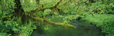 Framed Stream flowing through a rainforest, Hoh Rainforest, Olympic National Park, Washington State, USA Print