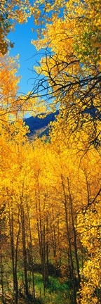 Framed Valley with Aspen trees in autumn, Colorado, USA Print