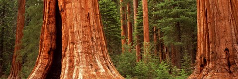Framed Giant sequoia trees in a forest, California, USA Print
