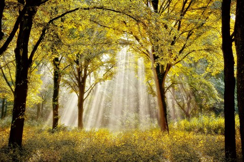 Framed Dressed to Shine X Print