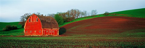 Framed Red Barn in a Field at Sunset, Washington State, USA Print
