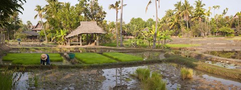 Framed Farmer working in a rice field, Chiang Mai, Thailand Print