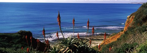 Framed Flowers and plants on the beach, Alvor Beach, Algarve, Portugal Print