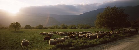 Framed Flock of sheep grazing in a field, Feneos, Corinthia, Peloponnese, Greece Print