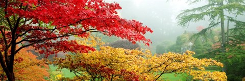 Framed Red &amp; Yellow Trees in Butchart Gardens, Vancouver Island, British Columbia, Canada Print