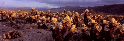 Framed Cholla Cactus in a desert, California, USA Print