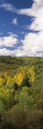 Framed Trees on a hill, Last Dollar Road, State Highway 62, Colorado, USA Print