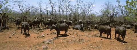 Framed Herd of Cape buffaloes wait out in the minimal shade of thorn trees, Kruger National Park, South Africa Print